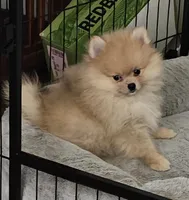 AKC Blueberry, a female Pomeranian for sale in Glen Burnie, MD – Photo 1 of 3