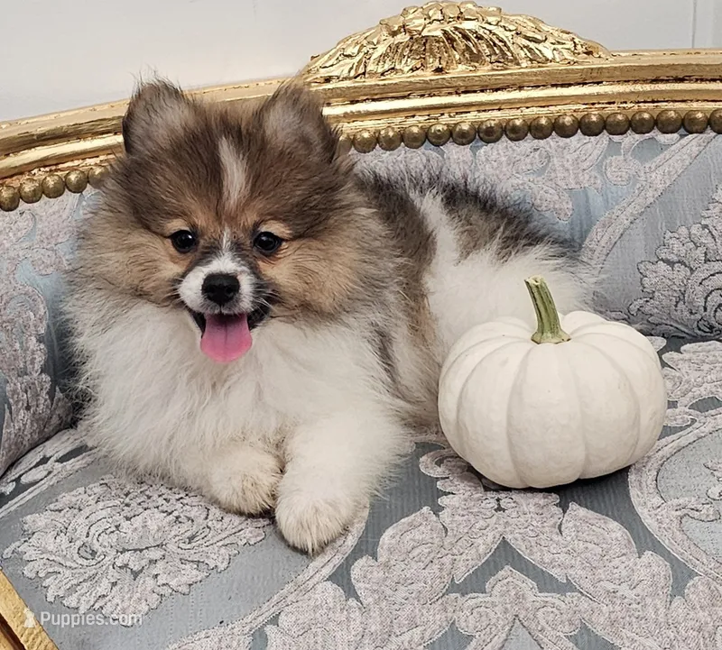 Reese – Pomeranian puppy for sale in Glen Burnie, MD