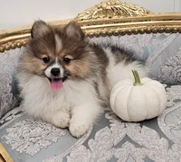 Reese, a female Pomeranian for sale in Glen Burnie, MD – 1 of 1