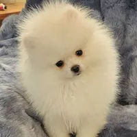 AKC FROST, a male Pomeranian for sale in Glen Burnie, MD – Photo 1 of 3