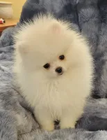 AKC FROST, a male Pomeranian for sale in Glen Burnie, MD – Photo 1 of 3