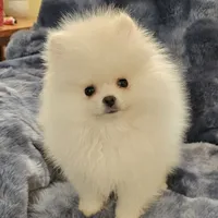 AKC FROST, a male Pomeranian for sale in Glen Burnie, MD – Photo 3 of 3