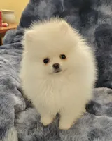 AKC FROST, a male Pomeranian for sale in Glen Burnie, MD – Photo 3 of 3