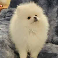 AKC FROST, a male Pomeranian for sale in Glen Burnie, MD – Photo 2 of 3