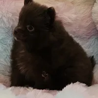 AKC Ganache , a male Pomeranian for sale in Glen Burnie, MD – 1 of 1