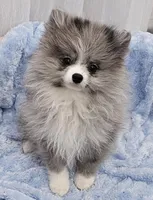 AKC PISTACHIO, a female Pomeranian for sale in Glen Burnie, MD – Photo 2 of 5