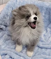 AKC PISTACHIO, a female Pomeranian for sale in Glen Burnie, MD – Photo 4 of 5