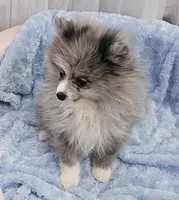 AKC PISTACHIO, a female Pomeranian for sale in Glen Burnie, MD – Photo 3 of 5