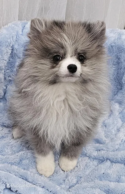 AKC PISTACHIO, a female Pomeranian for sale in Glen Burnie, MD – Photo 1 of 5