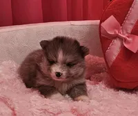 AKC PISTACHIO, a female Pomeranian for sale in Glen Burnie, MD – Photo 5 of 5