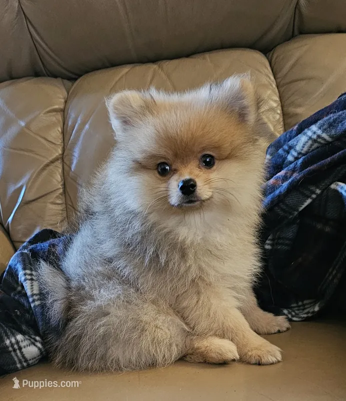 AKC DORITOS  – Pomeranian puppy for sale in Glen Burnie, MD