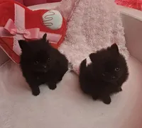 AKC Mango, a female Pomeranian for sale in Glen Burnie, MD – Photo 3 of 3