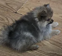 AKC Princess, a female Pomeranian for sale in Glen Burnie, MD – Photo 2 of 3