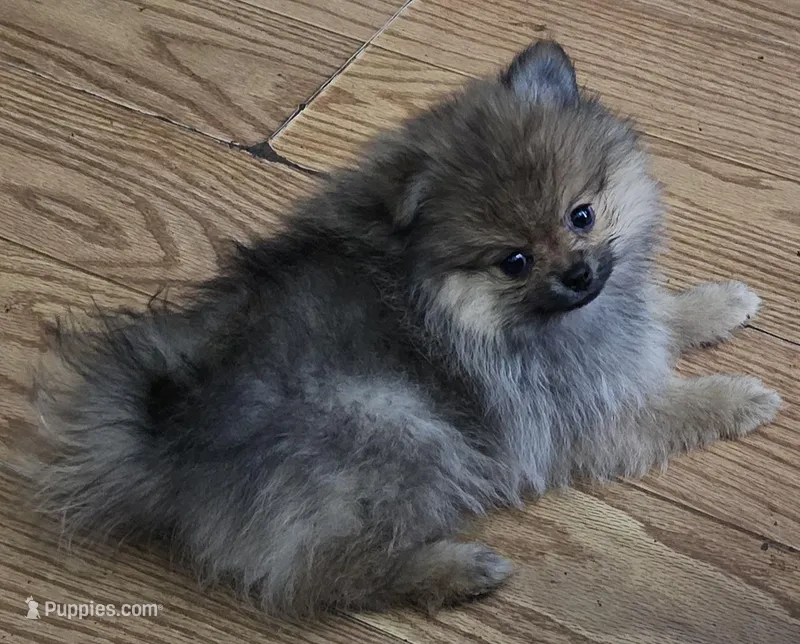 AKC Princess, a female Pomeranian for sale in Glen Burnie, MD – Photo 1 of 3