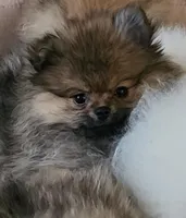 AKC Princess, a female Pomeranian for sale in Glen Burnie, MD – Photo 3 of 3