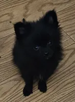 AKC Fig, a male Pomeranian for sale in Glen Burnie, MD – Photo 2 of 4