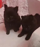 AKC Fig, a male Pomeranian for sale in Glen Burnie, MD – Photo 4 of 4