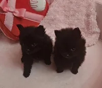 AKC Fig, a male Pomeranian for sale in Glen Burnie, MD – Photo 3 of 4