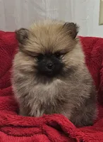 AKC CLEMENTINE, a female Pomeranian for sale in Glen Burnie, MD – Photo 1 of 2
