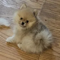 AKC Raspberry, a female Pomeranian for sale in Glen Burnie, MD – Photo 1 of 5