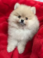 AKC Raspberry, a female Pomeranian for sale in Glen Burnie, MD – Photo 3 of 5
