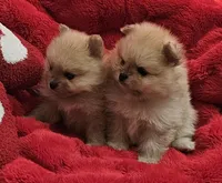 AKC Raspberry, a female Pomeranian for sale in Glen Burnie, MD – Photo 5 of 5