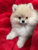 AKC Raspberry, a female Pomeranian for sale in Glen Burnie, MD – Photo 4 of 5