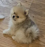 AKC Raspberry, a female Pomeranian for sale in Glen Burnie, MD – Photo 2 of 5