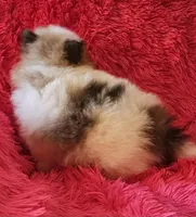 AKC BLOSSOM, a female Pomeranian for sale in Glen Burnie, MD – Photo 2 of 5