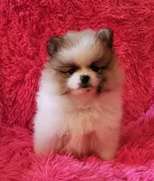 AKC BLOSSOM, a female Pomeranian for sale in Glen Burnie, MD – Photo 5 of 5