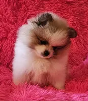 AKC BLOSSOM, a female Pomeranian for sale in Glen Burnie, MD – Photo 4 of 5