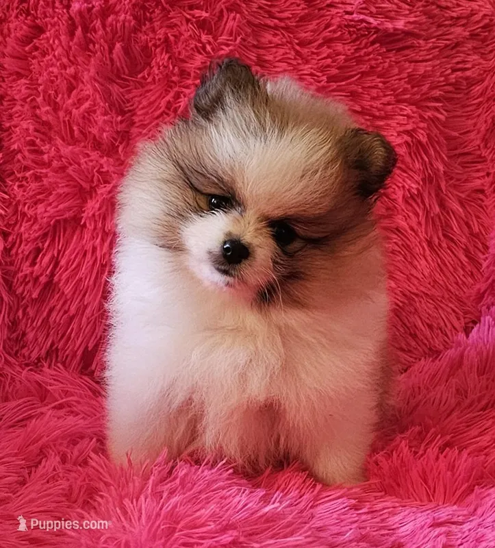 AKC BLOSSOM, a female Pomeranian for sale in Glen Burnie, MD – Photo 1 of 5