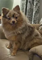 AKC Mulberry, a female Pomeranian for sale in Glen Burnie, MD – Photo 3 of 4