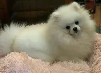 AKC Mulberry, a female Pomeranian for sale in Glen Burnie, MD – Photo 4 of 4