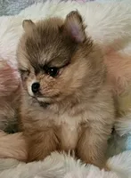 AKC SUNDAE, a male Pomeranian for sale in Glen Burnie, MD – Photo 2 of 2
