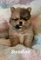 AKC SUNDAE, a male Pomeranian for sale in Glen Burnie, MD – Photo 1 of 2