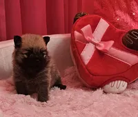 AKC Pecan, a male Pomeranian for sale in Glen Burnie, MD – Photo 2 of 2