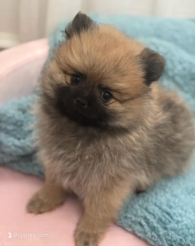 AKC Pecan, a male Pomeranian for sale in Glen Burnie, MD – Photo 1 of 2