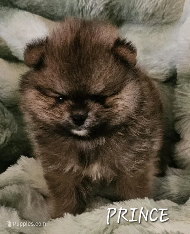 AKC Prince – Pomeranian puppy for sale in Glen Burnie, MD