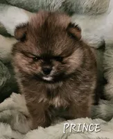 AKC Prince, a male Pomeranian for sale in Glen Burnie, MD – Photo 1 of 2
