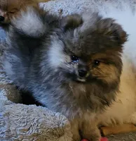 AKC Prince, a male Pomeranian for sale in Glen Burnie, MD – Photo 2 of 2