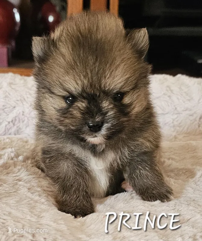 AKC Prince