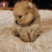 AKC Penny, a female Pomeranian for sale in Glen Burnie, MD – 1 of 1