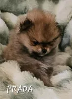AKC Prada, a female Pomeranian for sale in Glen Burnie, MD – 1 of 1