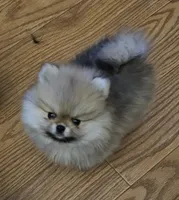 AKC Strawberry, a female Pomeranian for sale in Glen Burnie, MD – Photo 2 of 5