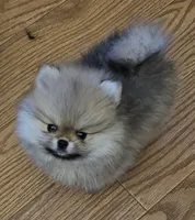 AKC Strawberry, a female Pomeranian for sale in Glen Burnie, MD – Photo 1 of 5