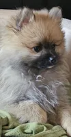 AKC Whistles , a male Pomeranian for sale in Glen Burnie, MD – 3 of 3