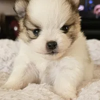 AKC Petunia, a female Pomeranian for sale in Glen Burnie, MD – 1 of 1
