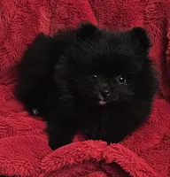 AKC CHERRY, a female Pomeranian for sale in Glen Burnie, MD – Photo 2 of 2