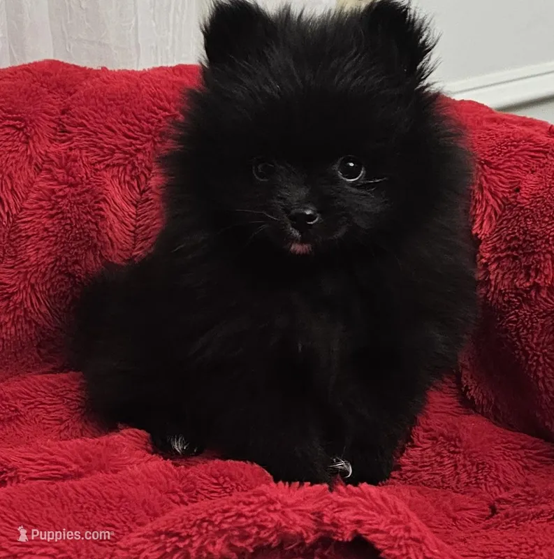 AKC CHERRY, a female Pomeranian for sale in Glen Burnie, MD – Photo 1 of 2